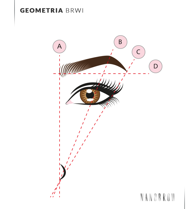 Ilustracja przedstawiająca oko i wyszczególnioną geometrię brwi